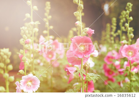 beautiful hollyhock flower or althaea flower 16835612