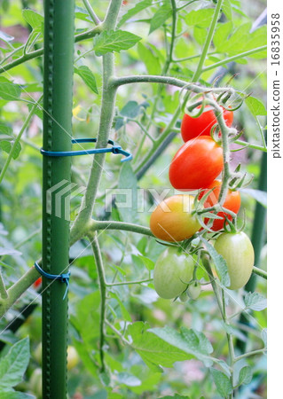 Tomatoes stuck to the pillar with a binding band Tomatoes stuck to the pillar with a binding band 16835958