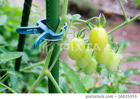 Tomatoes stuck to the pillars with gardening pinch 16835959