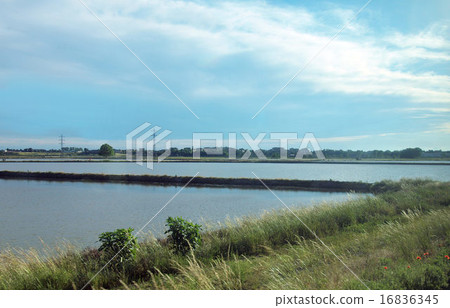 Paddy field 16836345