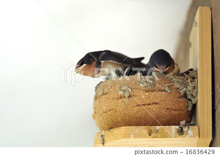 Swallow's chick Swallow's chick 16836429