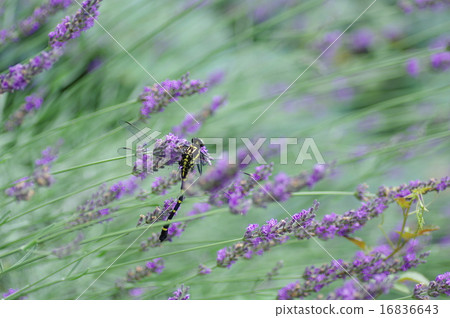 Onyama and Lavender Onyama and Lavender 16836643