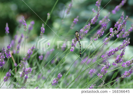 Onyama and Lavender 16836645