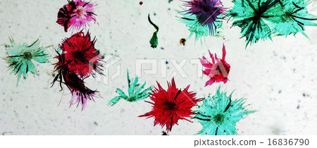Apple micrograph Apple micrograph 16836790