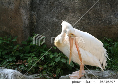 Momoiro Pelicans grooming 16836897