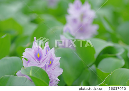 Water hyacinth Water hyacinth 16837050