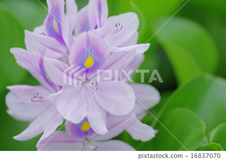 水葫蘆 16837070