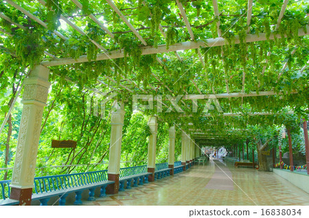 Grape ditch in China Turpan Grape ditch in China Turpan 16838034