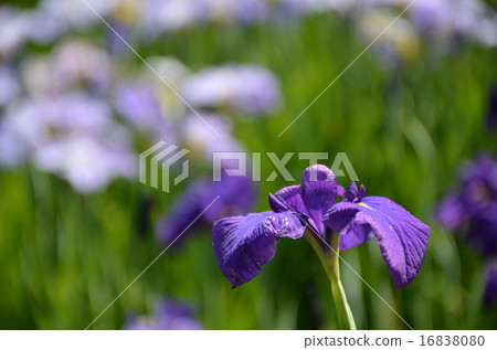 鳶尾花 16838080