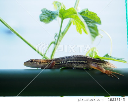 A lizard 16838145