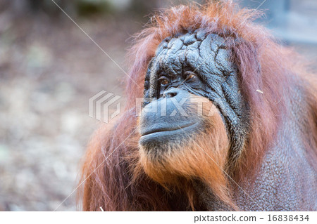 orangutan monkey close up portrait orangutan monkey close up portrait 16838434