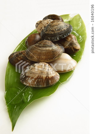 Clamshell white background Clamshell white background 16840196