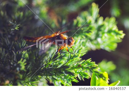 dragonfly dragonfly 16840537