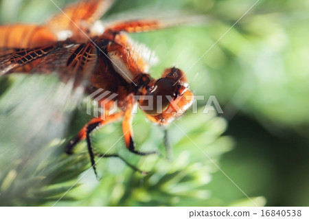 dragonfly dragonfly 16840538