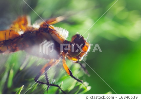 dragonfly dragonfly 16840539