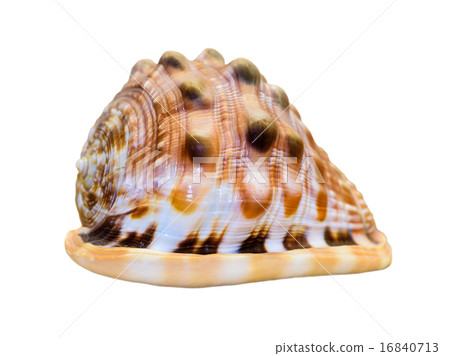 Shell of Cypraecassis Rufa or Bullmouth Helmet 16840713