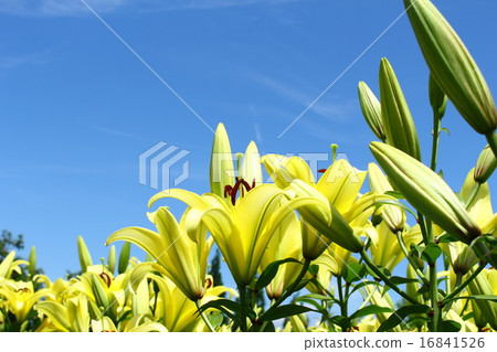 Yellow lily and blue sky Yellow lily and blue sky 16841526
