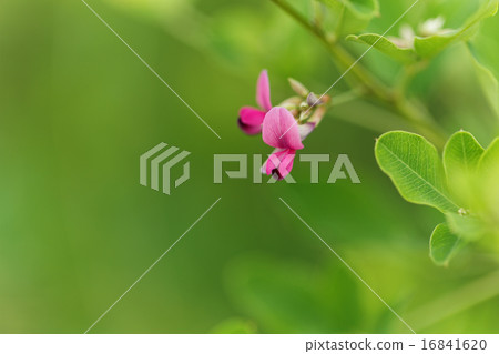 花和芽的燦爛的紅發紫色頭髮H 花和芽的燦爛的紅發紫色頭髮H 16841620