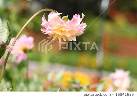 Dahlia flower Dahlia flower 16841689