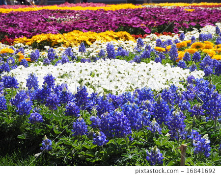 Flowers filled 16841692