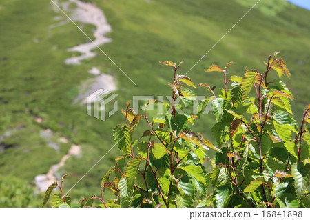 Itudori of Nishihoda mountain trail 16841898