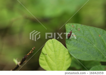 Tohoshita weevil Tohoshita weevil 16842059