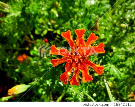 Shining marigold Shining marigold 16842112