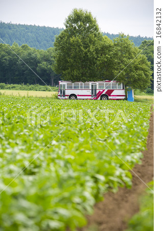 Field scenery Field scenery 16842132