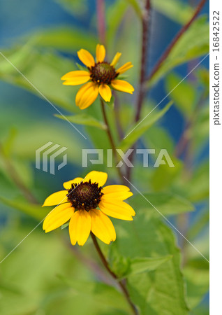 Rudbekia · Takao 16842522
