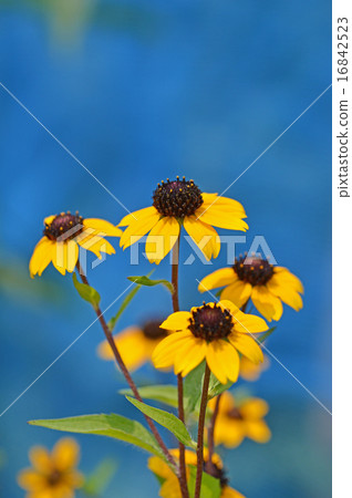 Rudbekia · Takao 16842523