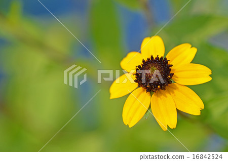 Rudbekia · Takao 16842524