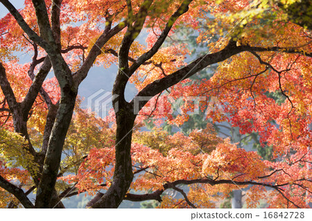秋天的樹葉 16842728