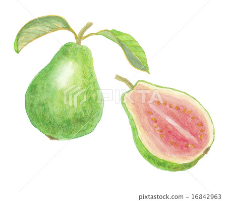 番石榴 番石榴 16842963