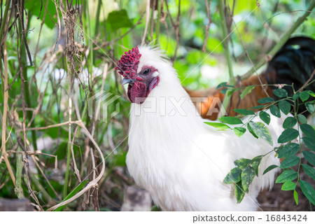 white chicken white chicken 16843424