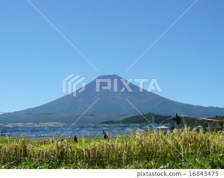 從山梨縣邊看見的富士山風景在夏天 從山梨縣邊看見的富士山風景在夏天 16843475