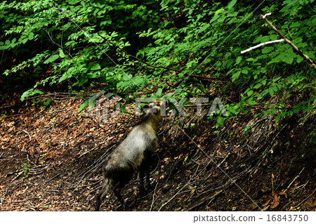 Antelope Antelope 16843750