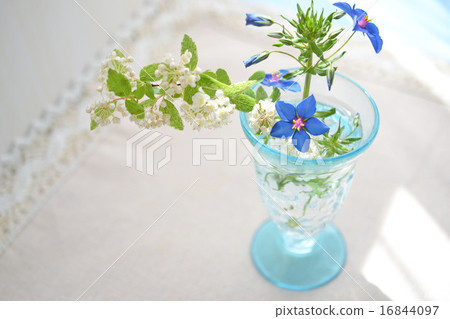 Anagarisu和雜色的cordemary插入玻璃 16844097