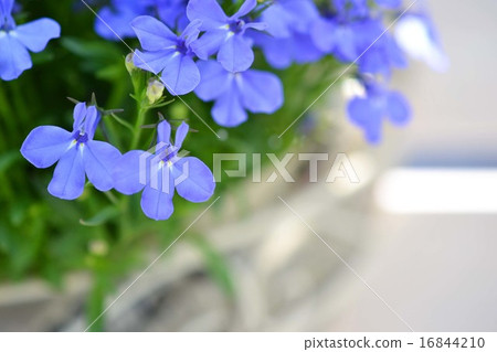 Lobelia 16844210