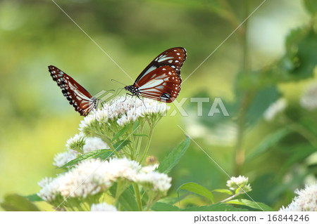 Asagi madara 16844246