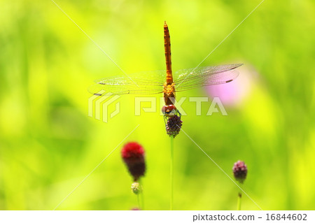 Dragonfly  16844602