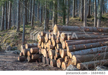 timber logging timber logging 16844663