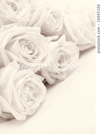 Beautiful white roses toned in sepia  16845188