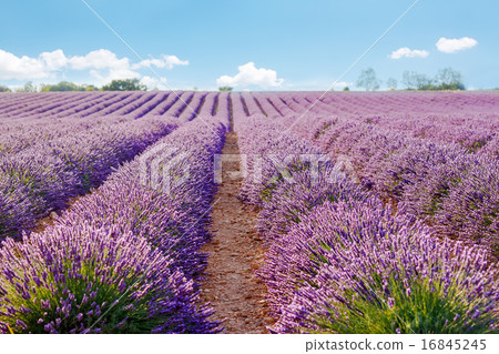 Lavender fields near Valensole Provence, France  16845245