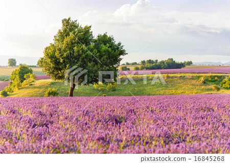 Lavender fields near Valensole in Provence, France on sunset Lavender fields near Valensole in Provence, France on sunset 16845268