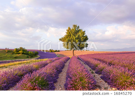 Lavender fields near Valensole in Provence, France on sunset 16845270