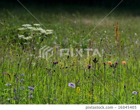 盛開在濕地 盛開在濕地 16845405