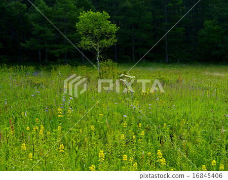 Blooming in a wetland 16845406