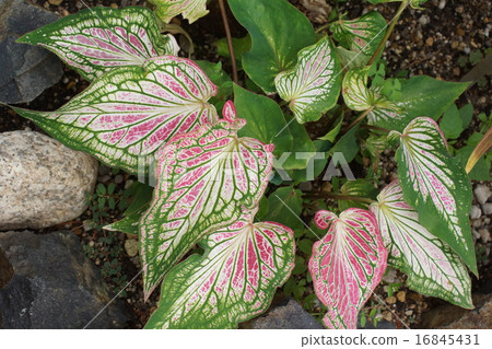 Carrageium houseplant 16845431