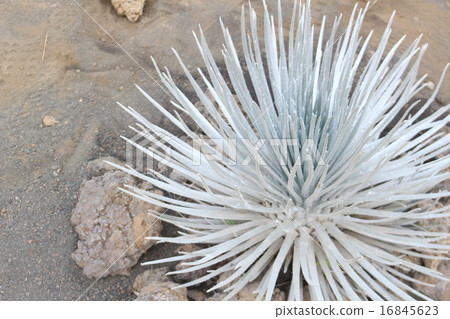 Silver sword grass leaves Silver sword grass leaves 16845623