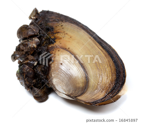 River mussels on white background 16845897